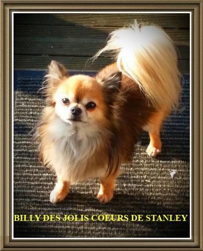 Billy des jolis coeur de stanley