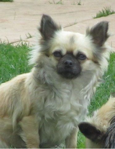 Gentiane De creduvyle