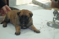 CHIOT
