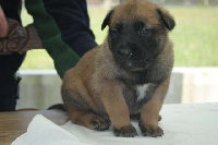 CHIOT